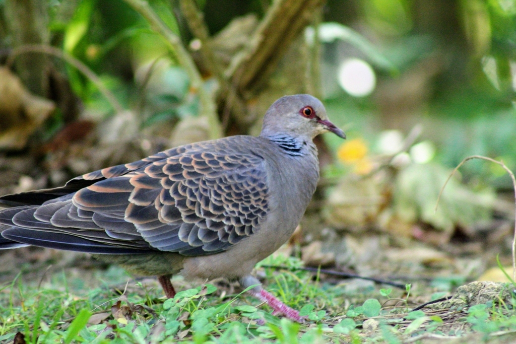 Oriental Turtle Dove from Tobaru Park on November 15, 2021 at 10:03 PM ...