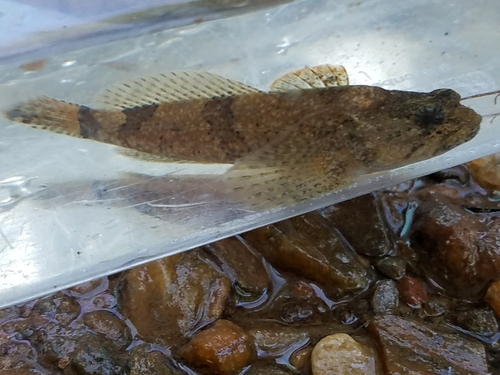 Cottus tallapoosae
