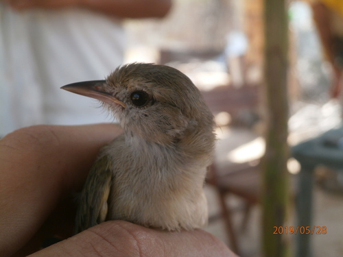 Subspecies Hylophilus flavipes acuticaudus · iNaturalist