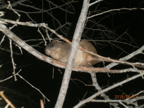 Yellow Speckled Tree Rat (Pattonomys flavidus) — Data Deficient Mammalia
