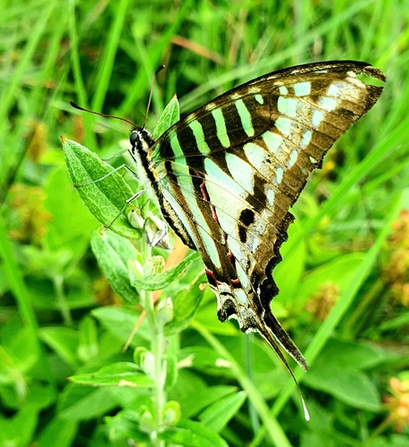 Small Striped Swordtail