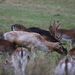 European Fallow Deer - Photo (c) mrselenium, all rights reserved