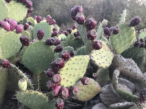 iNaturalist observation photo of Coastal Pricklypear