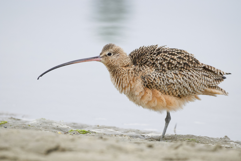 Long-billed Curlew (Numenius americanus) photo
