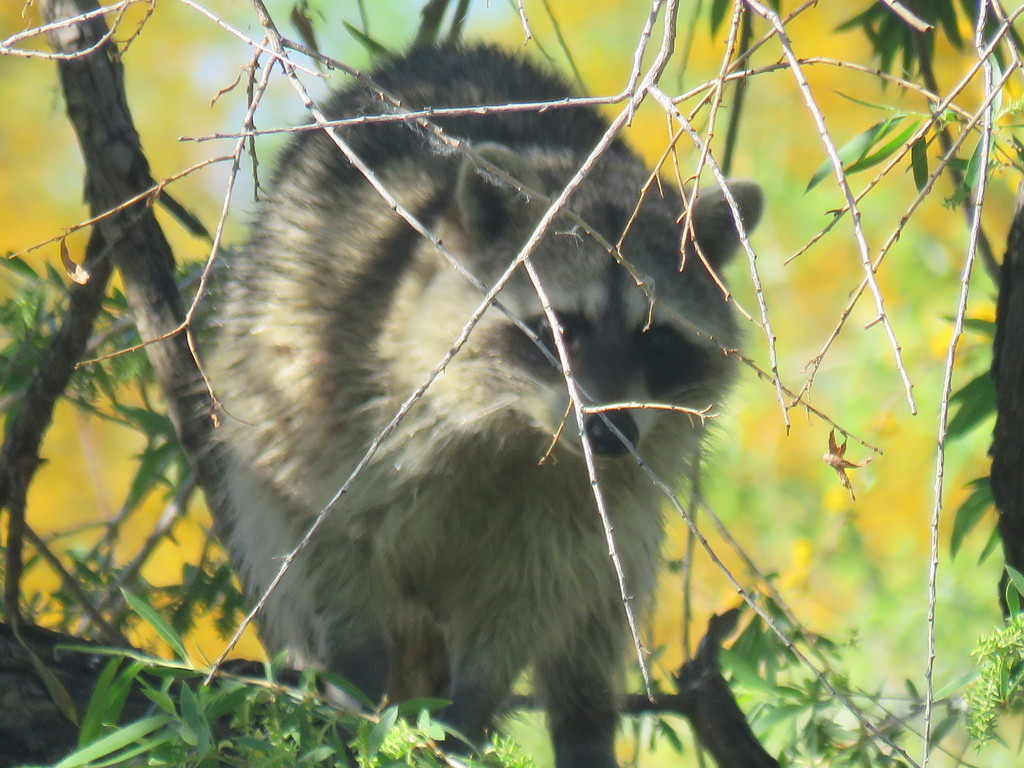 Common Raccoon in March 2018 by Kyle Klotz · iNaturalist
