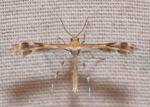 How to identify Stangeia xerodes (Meyrick, 1886)