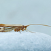 Limnephilus ornatus - Photo (c) Michael King, όλα τα δικαιώματα διατηρούνται, uploaded by Michael King