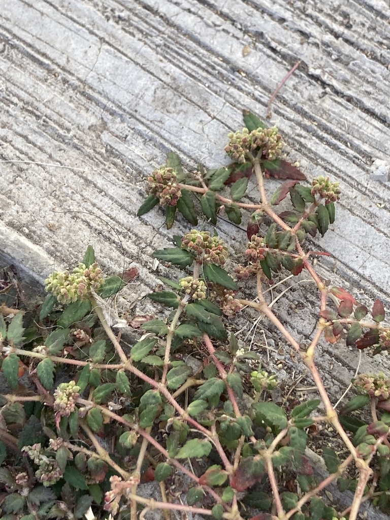 Florida Hammock Sandmat from Calle Alberca, Tonalá, JAL, MX on November