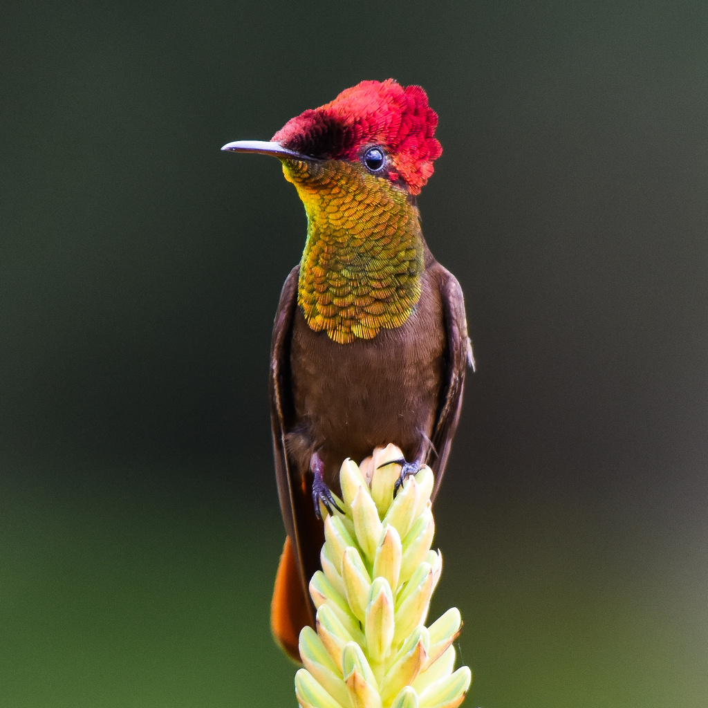 Ruby-topaz Hummingbird (Chrysolampis mosquitus) · iNaturalist United Kingdom