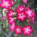 Rosa del Desierto - Photo (c) vicmor, todos los derechos reservados