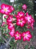 Rosa del Desierto - Photo (c) vicmor, todos los derechos reservados