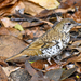 Russet-tailed Thrush - Photo (c) nick_rogers, all rights reserved