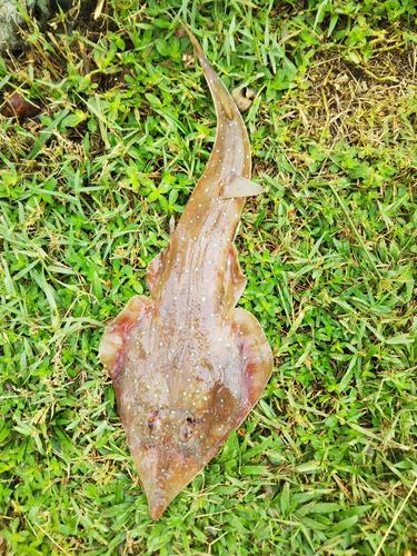 White-spotted Guitarfish