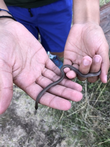 iNaturalist observation photo of Common Sharp-tailed Snake