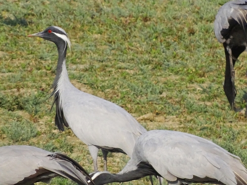 Demoiselle Crane