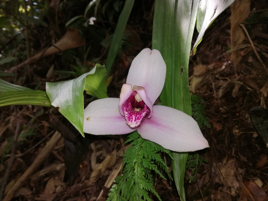 Monja Blanca (Lycaste virginalis) · iNaturalist Ecuador