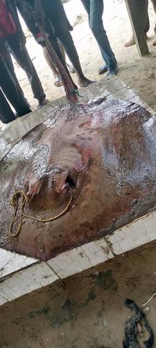 Thorny Freshwater Stingray