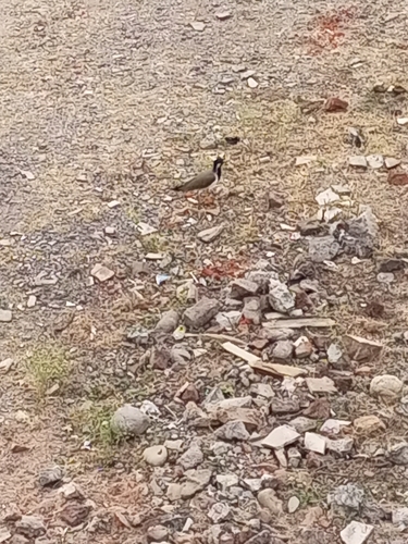 Red-wattled Lapwing