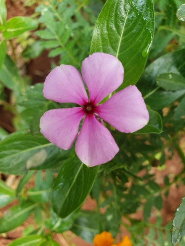 Madagascar Periwinkle