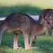 Eastern Grey Kangaroo - Photo (c) Kate McKay, all rights reserved, uploaded by Kate McKay
