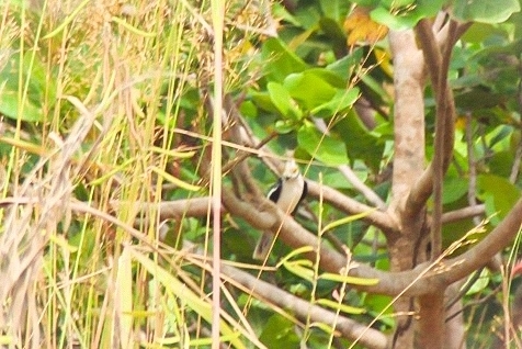 White-crested Helmetshrike