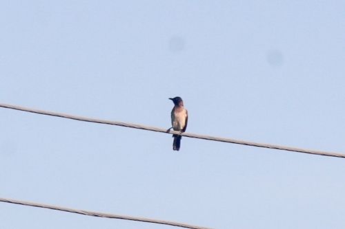 Common Bulbul