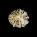 China Limpet - Photo (c) Stefan Pav, all rights reserved, uploaded by Stefan Pav