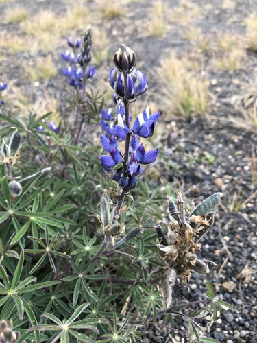 Lupinus costaricensis