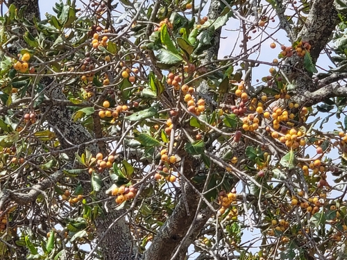 muzhanje
