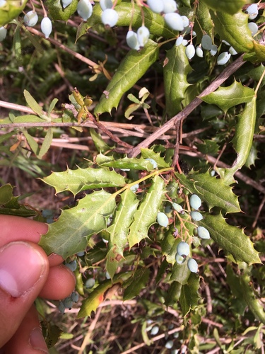 Barberry fruiting