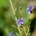 Globularia alypum - Photo (c) hyla_21, όλα τα δικαιώματα διατηρούνται