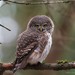 Eurasian Pygmy-Owl - Photo (c) Vladimir Ovchinnikov, all rights reserved, uploaded by Vladimir Ovchinnikov