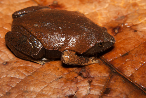Brown Egg Frog