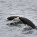 Etelänhoikkadelfiini - Photo (c) Jonathan Gonzalez Gonzalez, kaikki oikeudet pidätetään, lähettänyt Jonathan Gonzalez Gonzalez
