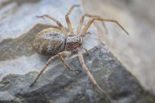 Philodromus vagulus