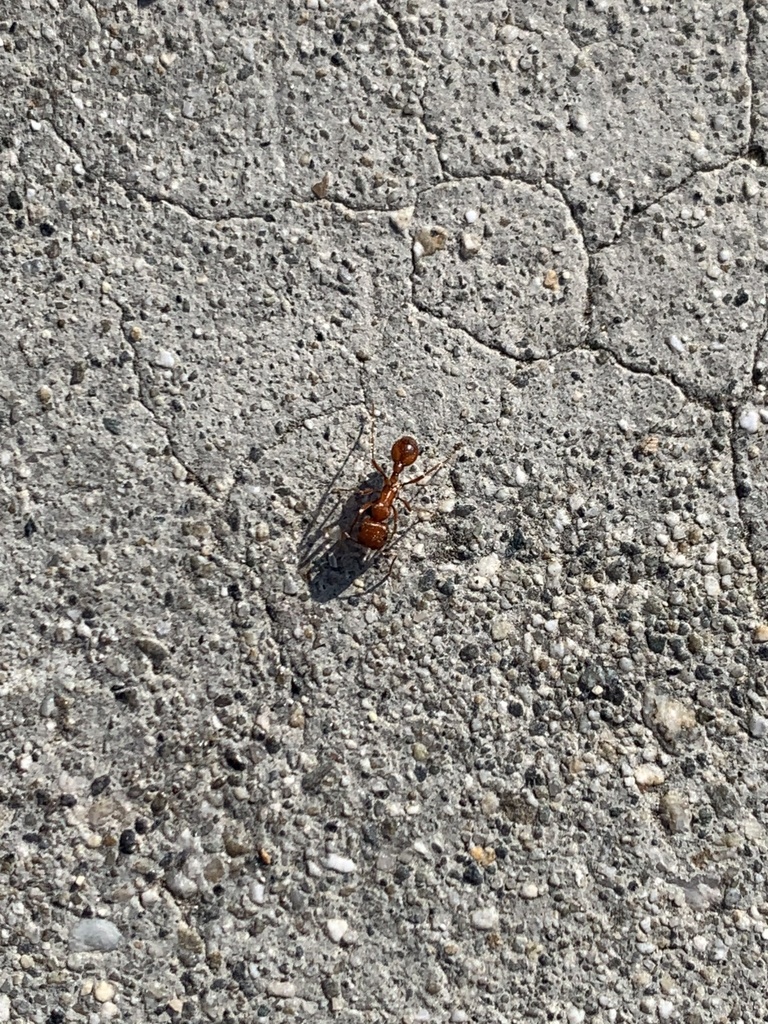 California Harvester Ant from Betsy Ross Elementary School, Anaheim, CA ...