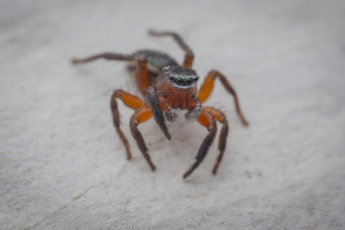 Phlegra fasciata