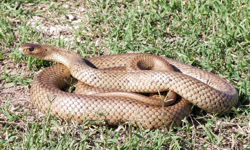 Eastern Brown Snake sighting