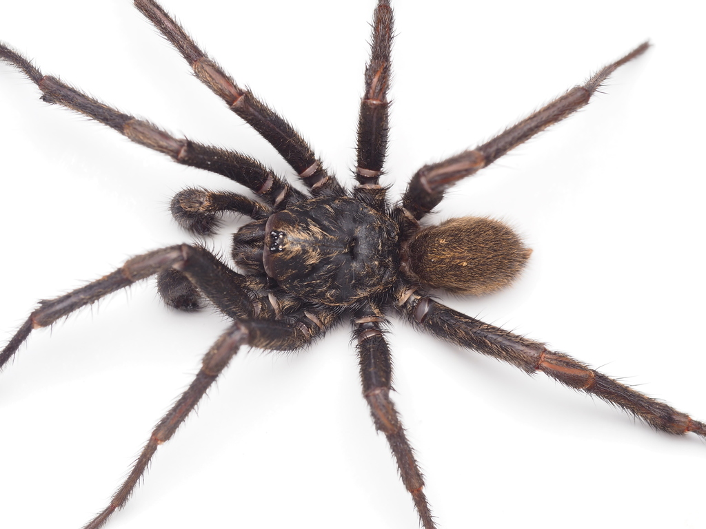 Brown Trapdoor Spiders from 50 Siganto St, Tamborine Mountain QLD 4272 ...