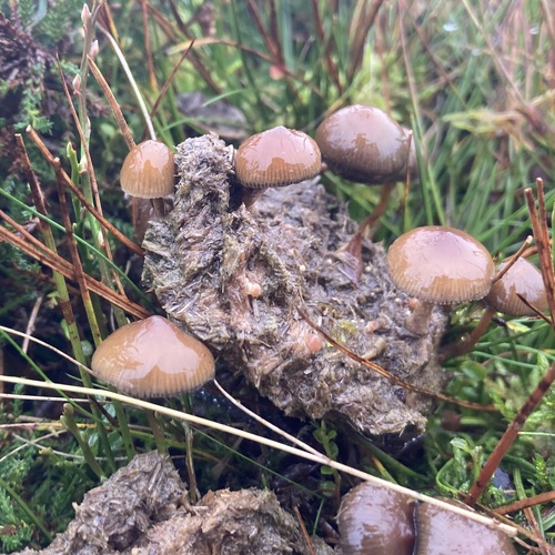 Psilocybe fimetaria