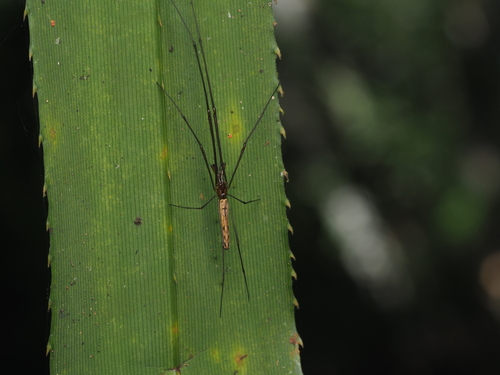 Tetragnatha serra