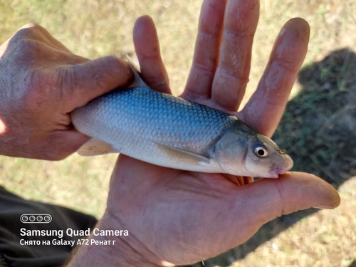 Kura Nase (Chondrostoma cyri) · iNaturalist United Kingdom