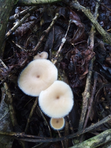 Lentinus flexipes