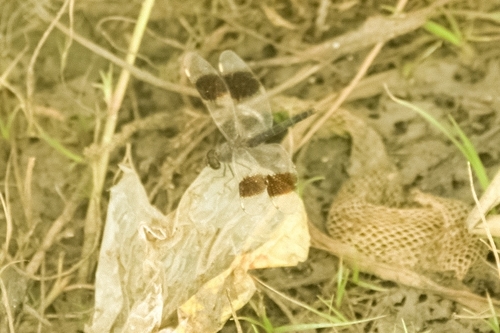 Northern Banded Groundling