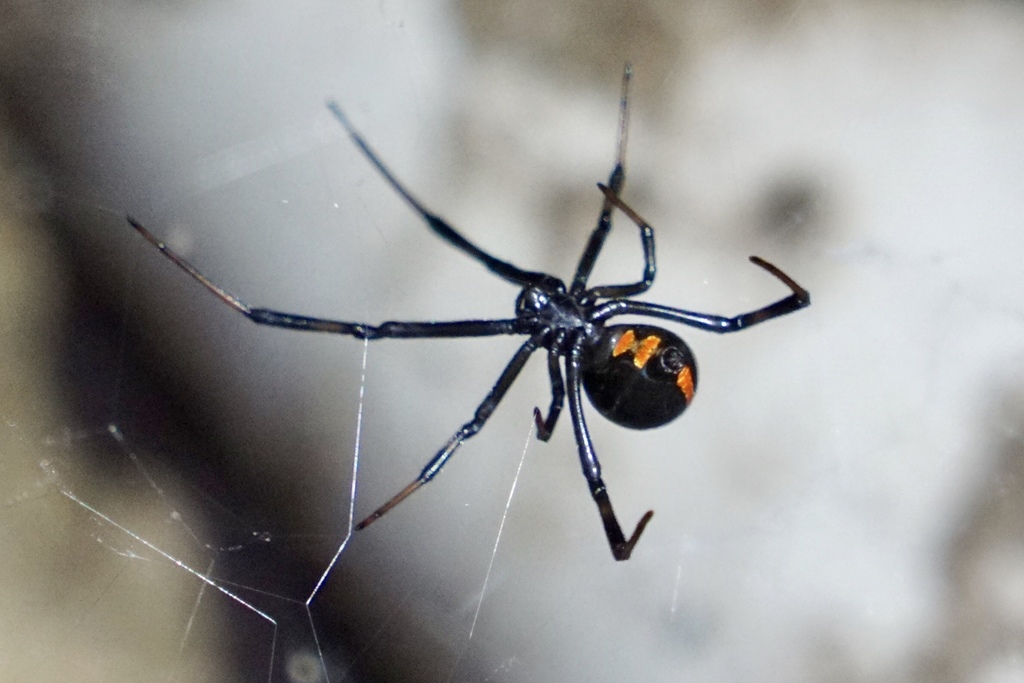 Southern Black Widow from 4200 Erie Ave, McAllen, TX, US on April 28 ...