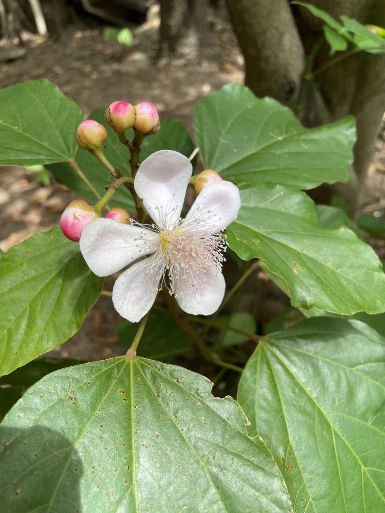 Lipsticktree from Liberia, Provincia di Guanacaste, CR on November 18