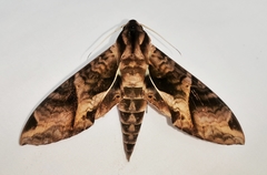 Eumorpha anchemolus image
