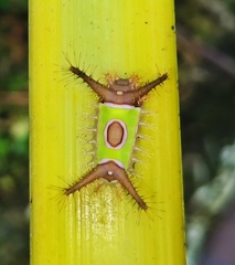 Acharia apicalis image