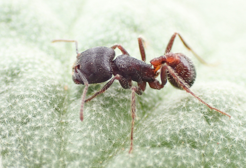 Rough Harvester Ant