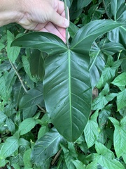 Image of Philodendron mexicanum